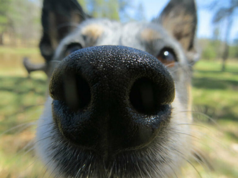Scopri di più sull'articolo – Cos’hanno in comune un cane ed un ginecologo molto miope? – Il naso umido…