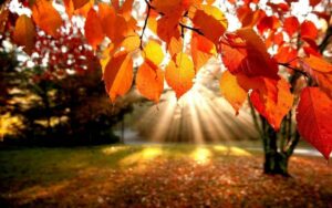 Scopri di più sull'articolo Si sta come d’autunno sulla bilancia i chili…