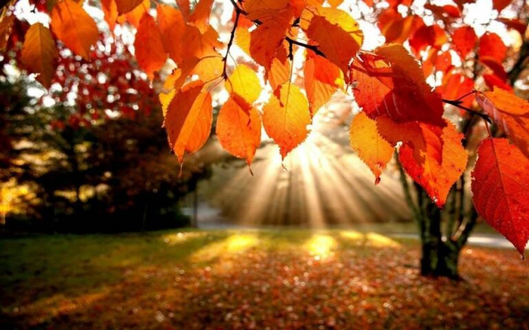 Scopri di più sull'articolo Si sta come d’autunno sulla bilancia i chili…