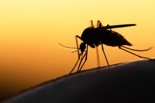 Scopri di più sull'articolo D’in su la vetta della stanza antica Zanzara solitaria, alla caviglia…