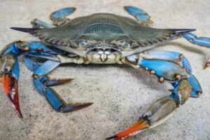 Scopri di più sull'articolo Comunque ve lo risolvo io il problema dei granchi blu… Ho già in mente…