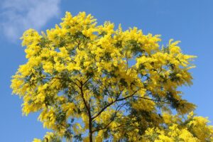 Scopri di più sull'articolo Vista la fioritura delle mimose, non sarebbe il caso di anticipare la festa…