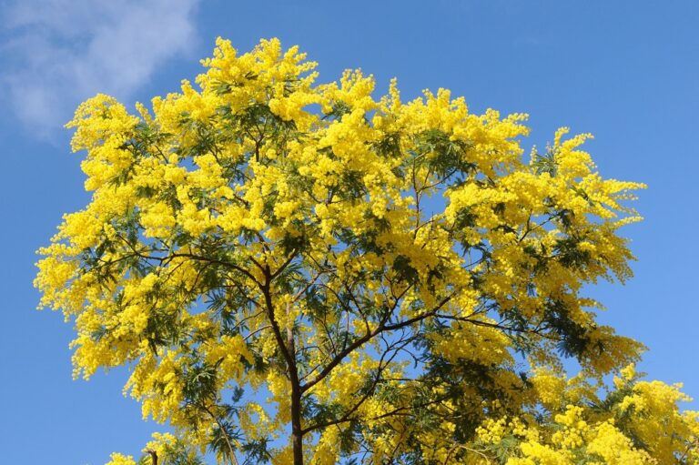 Scopri di più sull'articolo Vista la fioritura delle mimose, non sarebbe il caso di anticipare la festa…