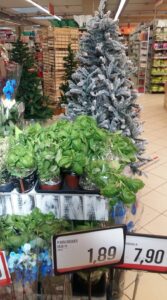 Scopri di più sull'articolo Non ci sono più le mezze stagioni: piante di basilico ed alberi di Natale…