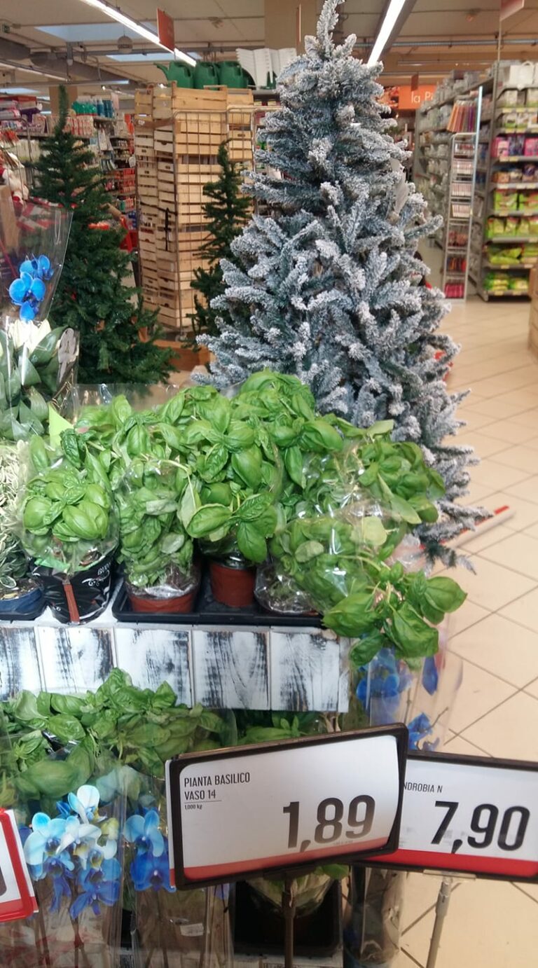 Scopri di più sull'articolo Non ci sono più le mezze stagioni: piante di basilico ed alberi di Natale…