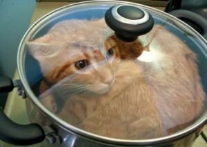 Scopri di più sull'articolo Dite la verità, confessate! Quanti di voi accarezzando un gatto, sentendone il…