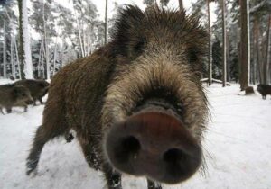 Scopri di più sull'articolo A.A.A.A. CERCASI CINGHIALE DISPERATAMENTE. La mia dieta prosegue alla grande…