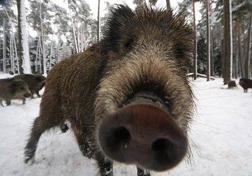 Scopri di più sull'articolo A.A.A.A. CERCASI CINGHIALE DISPERATAMENTE. La mia dieta prosegue alla grande…