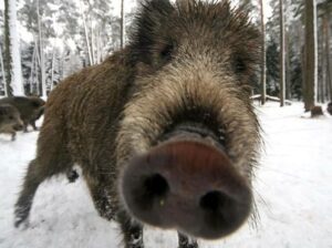 Scopri di più sull'articolo La terra ci dà tanti buoni frutti. E il cinghiale se li mangia. E Cecilia me lo…