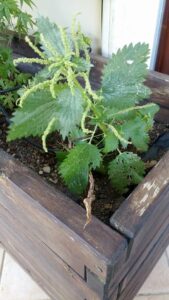 Scopri di più sull'articolo Non riconoscere la pianta infestante che è cresciuta spontaneamente in un vaso…