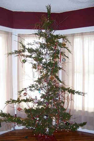 Scopri di più sull'articolo Anche io ho approfittato della Imbambolata Concessione per fare l’albero. Ed è…