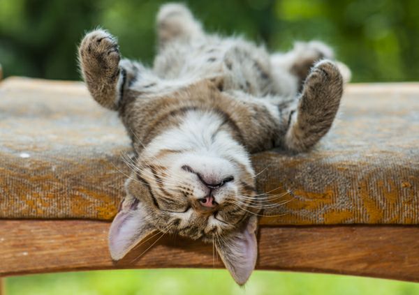 Scopri di più sull'articolo Ogni volta che accarezzo la morbida pancia di un gatto mi sforzo terribilmente…