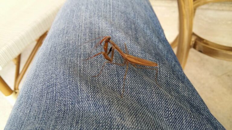 Scopri di più sull'articolo Oggi mentre prendevo il caffè al bar mi sono ritrovato questa mantide religiosa…