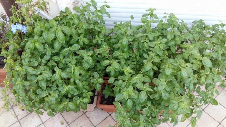 Scopri di più sull'articolo LEGALIZE BASIL!!!! Oggi mi sono sentito tanto un narcotrafficante colombiano…