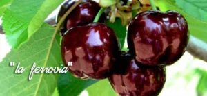Scopri di più sull'articolo La mia unica speranza, in questo panorama disastroso, è che almeno le ciliegie…
