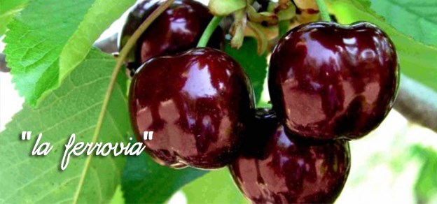 Scopri di più sull'articolo La mia unica speranza, in questo panorama disastroso, è che almeno le ciliegie…