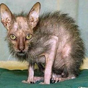 Scopri di più sull'articolo Ho deciso che pure io voglio cominciare a postare foto di gattini carini e…
