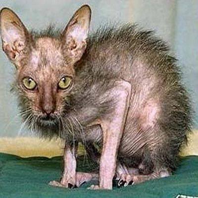 Scopri di più sull'articolo Ho deciso che pure io voglio cominciare a postare foto di gattini carini e…