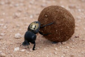 Scopri di più sull'articolo Quando c’era LVI le palline di merda arrivavano in stercorario…