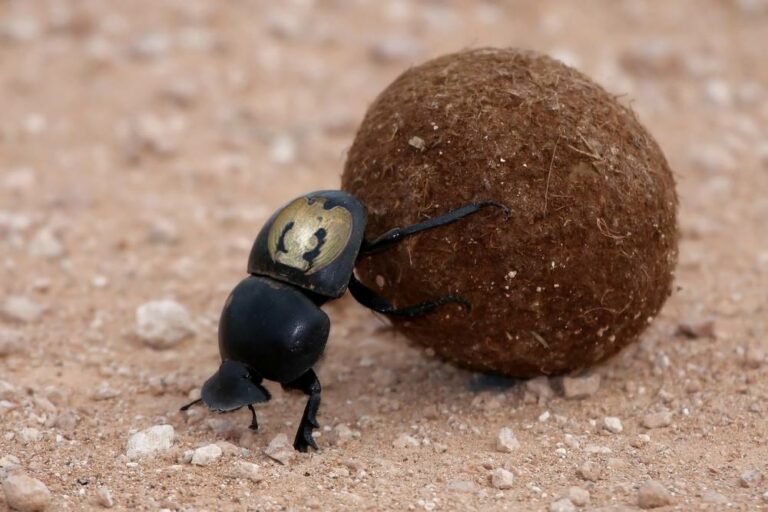 Scopri di più sull'articolo Quando c’era LVI le palline di merda arrivavano in stercorario…