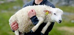 Scopri di più sull'articolo APPELLO URGENTE: Se conoscete qualcuno che ha animali da dare in adozione, si…