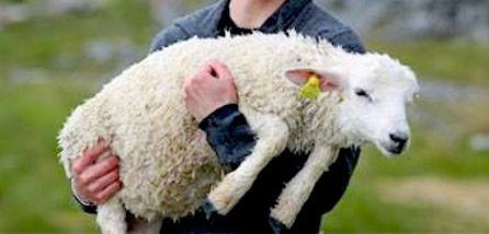 Scopri di più sull'articolo APPELLO URGENTE: Se conoscete qualcuno che ha animali da dare in adozione, si…