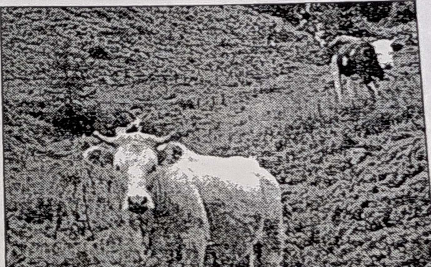 Bovini al pascolo in zona montuosa
