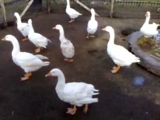 Scopri di più sull'articolo Lo scorso fine settimana abbiamo portato Giacomo alla Fattoria degli Animali a…