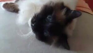 Scopri di più sull'articolo Gattare all’ascolto fate attenzione! Questo è il mio primo e sicuramente ultimo…