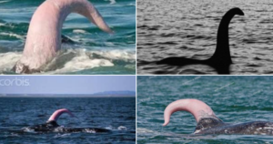 Scopri di più sull'articolo Lo sai quale mostro marino ti saluta tanto? https://www.greenme.it/animali/…