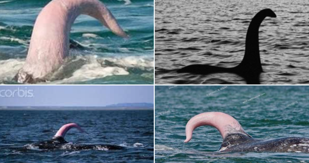 Scopri di più sull'articolo Lo sai quale mostro marino ti saluta tanto? https://www.greenme.it/animali/…